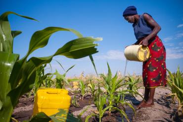 Mola Nyambe from Mudandwe village in Liuwa plain, Zambia, watering a maize demo plot supported by a civil society organisation known as Total Land Care.