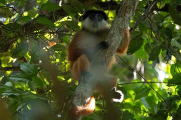  Bouvier's Red Colobus