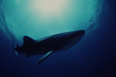 Whale shark (Rhincodon typus) seen from underwater Indo-Pacific Ocean