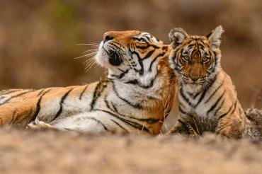 Bébé tigre avec sa mère