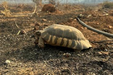Turtle in the burnt forest