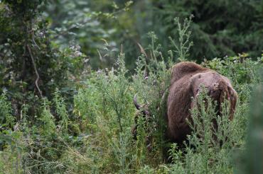 Bison