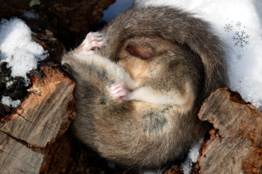 hibernation