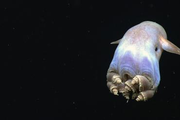 Dumbo octopus