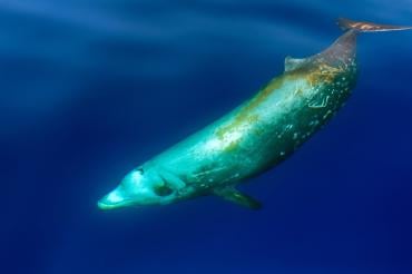Cuvier’s beaked whale