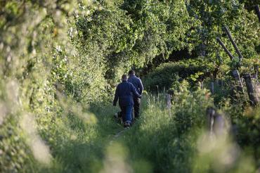 Wandelaars met hond in het Kastanjebos