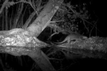 De otter die in het Blaasveldbroek 's nachts via een wildcamera gespot werd.