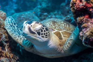 Tortue zen