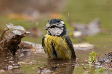 Mésange charbonnière