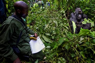 Ranger en gorilla