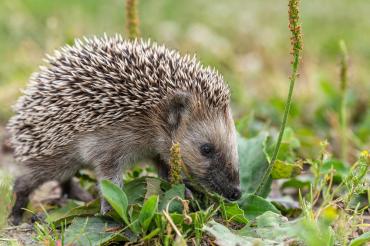hedgehog