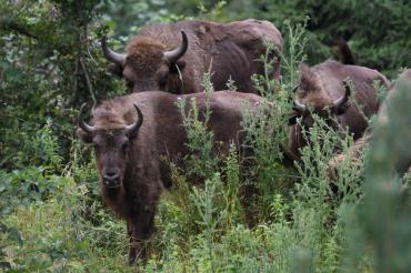 Bisons européens en Roumanie, 2024. 