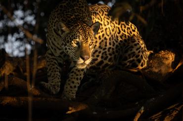 jaguar