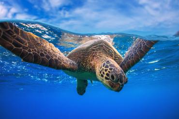 Green sea turtle