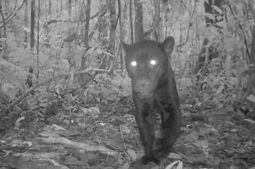 A black jaguar in the Amazon