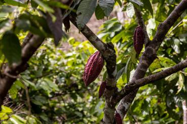 Cacaoboon aan de boom