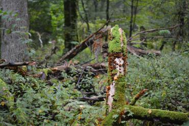 Du bois mort dans une forêt