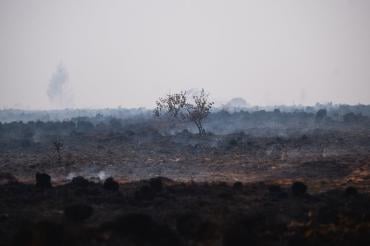 Hautes Fagnes après incendie