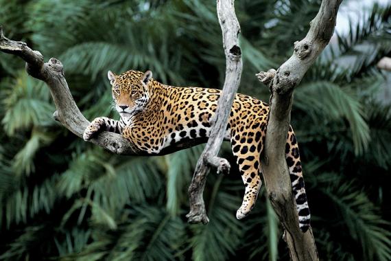 14 Animaux de la Jungle en voie de Disparition - Conservation Nature