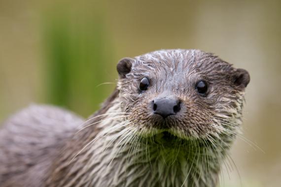 Protéger la loutre