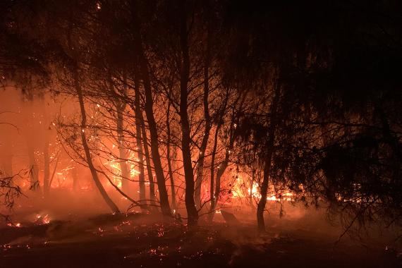 Feux de forêts bosbranden