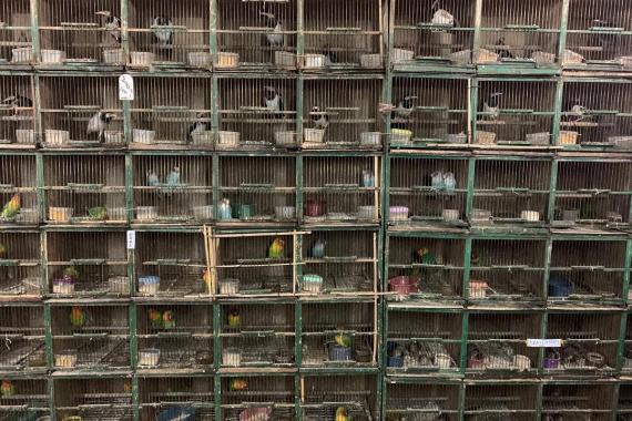 Empilement de cages d'oiseaux d'un marché asiatique