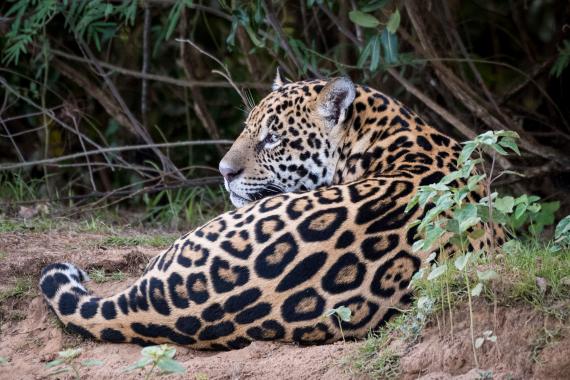 Comment sauver les jaguars ? En convainquant leurs ennemis