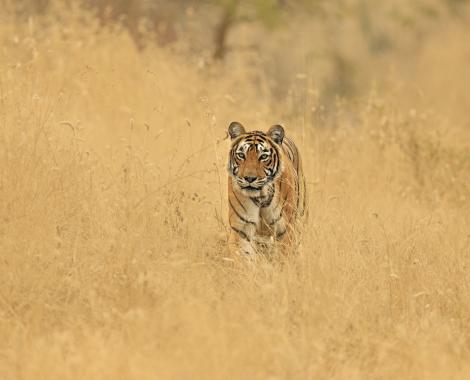 Tigre hautes herbes