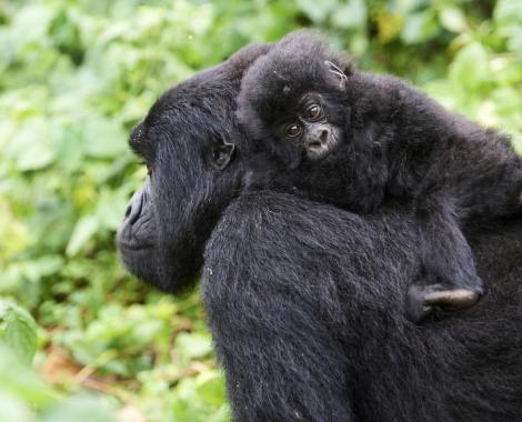 Un gorille et son bébé