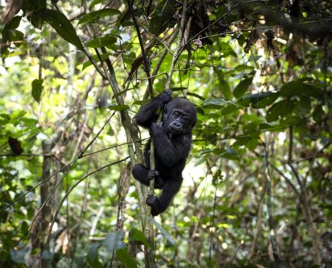 WWF congo