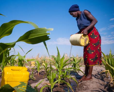 Mola Nyambe from Mudandwe village in Liuwa plain, Zambia, watering a maize demo plot supported by a civil society organisation known as Total Land Care.