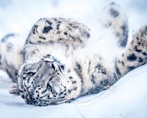 léopard des neiges dans la neige