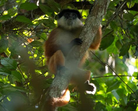  Bouvier's Red Colobus