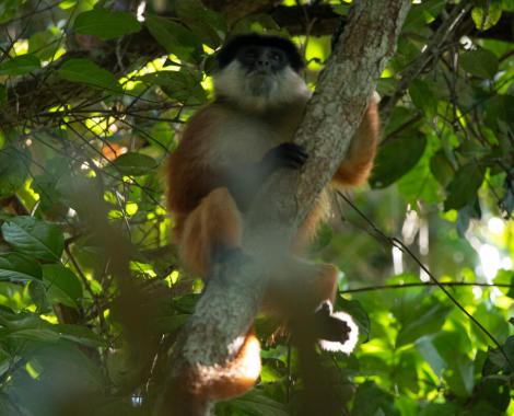 Bouvier's Red Colobus