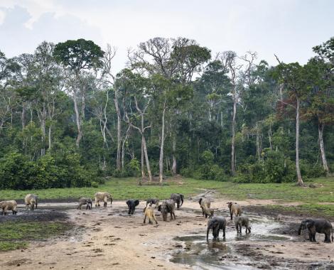 African Forest Elephants