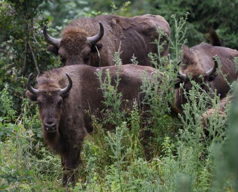 Bisons in Romania