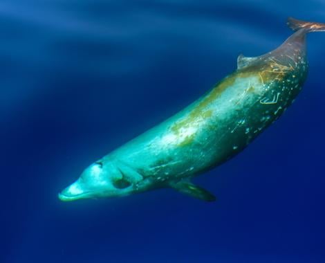Cuvier’s beaked whale