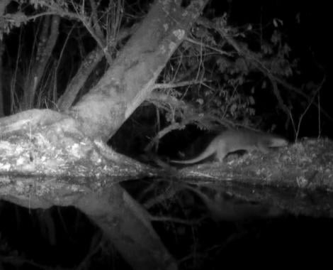De otter die in het Blaasveldbroek 's nachts via een wildcamera gespot werd.