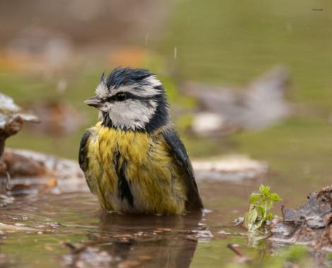 Mésange charbonnière