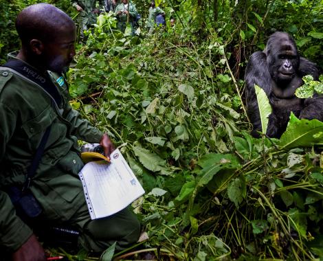 Ranger en gorilla