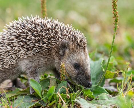 hedgehog