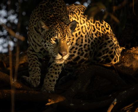 jaguar