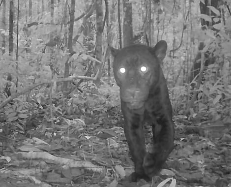 A black jaguar in the Amazon