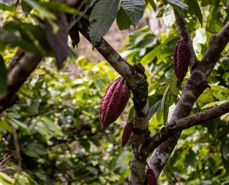Cacaoboon aan de boom