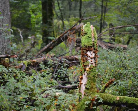 Du bois mort dans une forêt