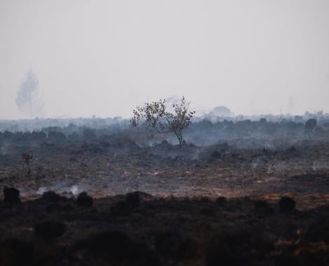 Hautes Fagnes après incendie