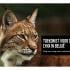 Toekomst voor de lynx in België