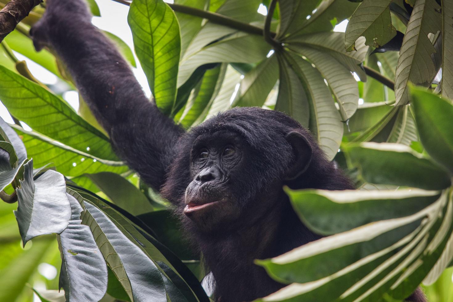 Un bébé bonobo dans les arbres à travers le feuillage