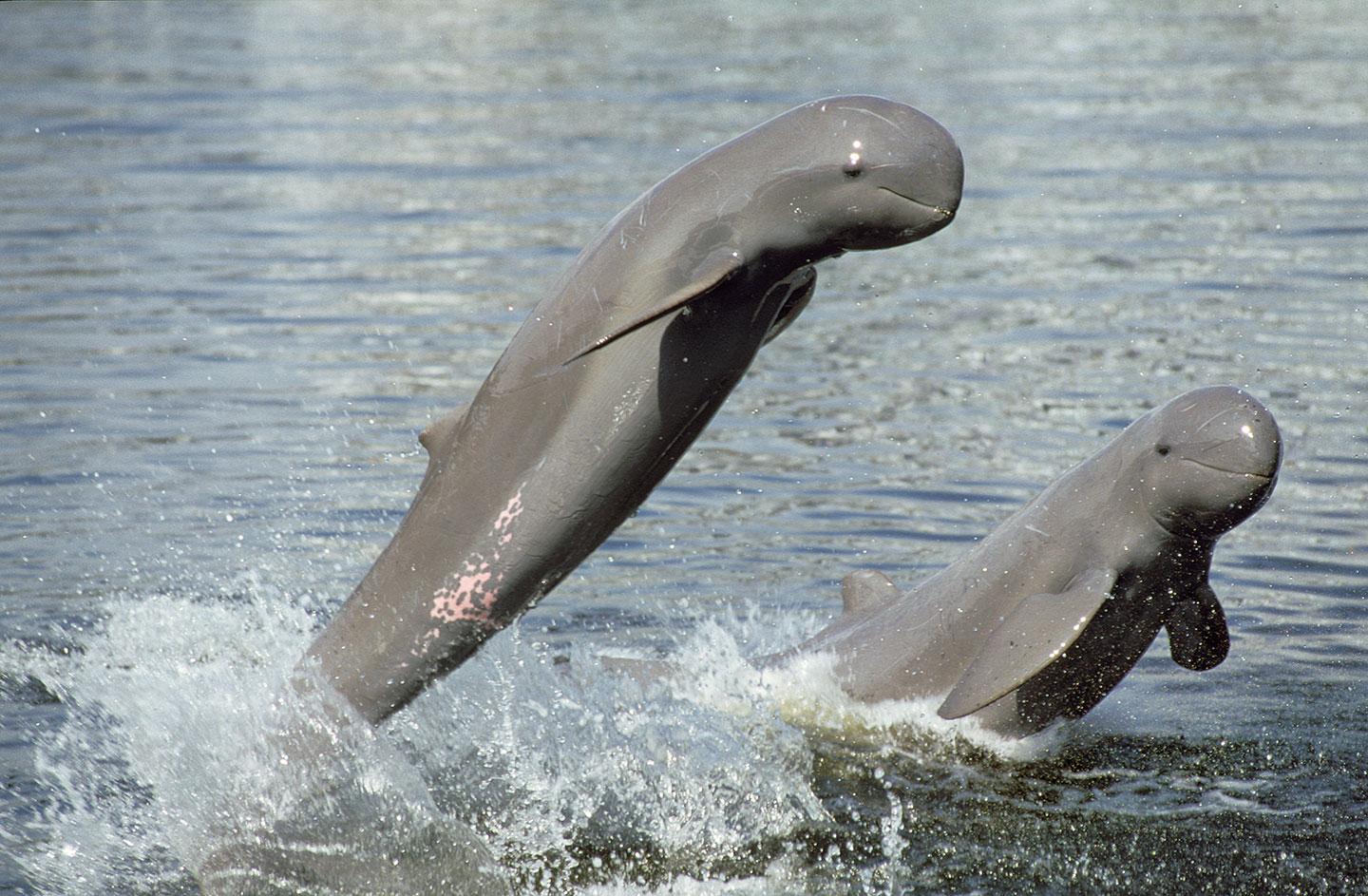 Twee Irrawaddy dolfijnen springen uit het water in de Mekong
