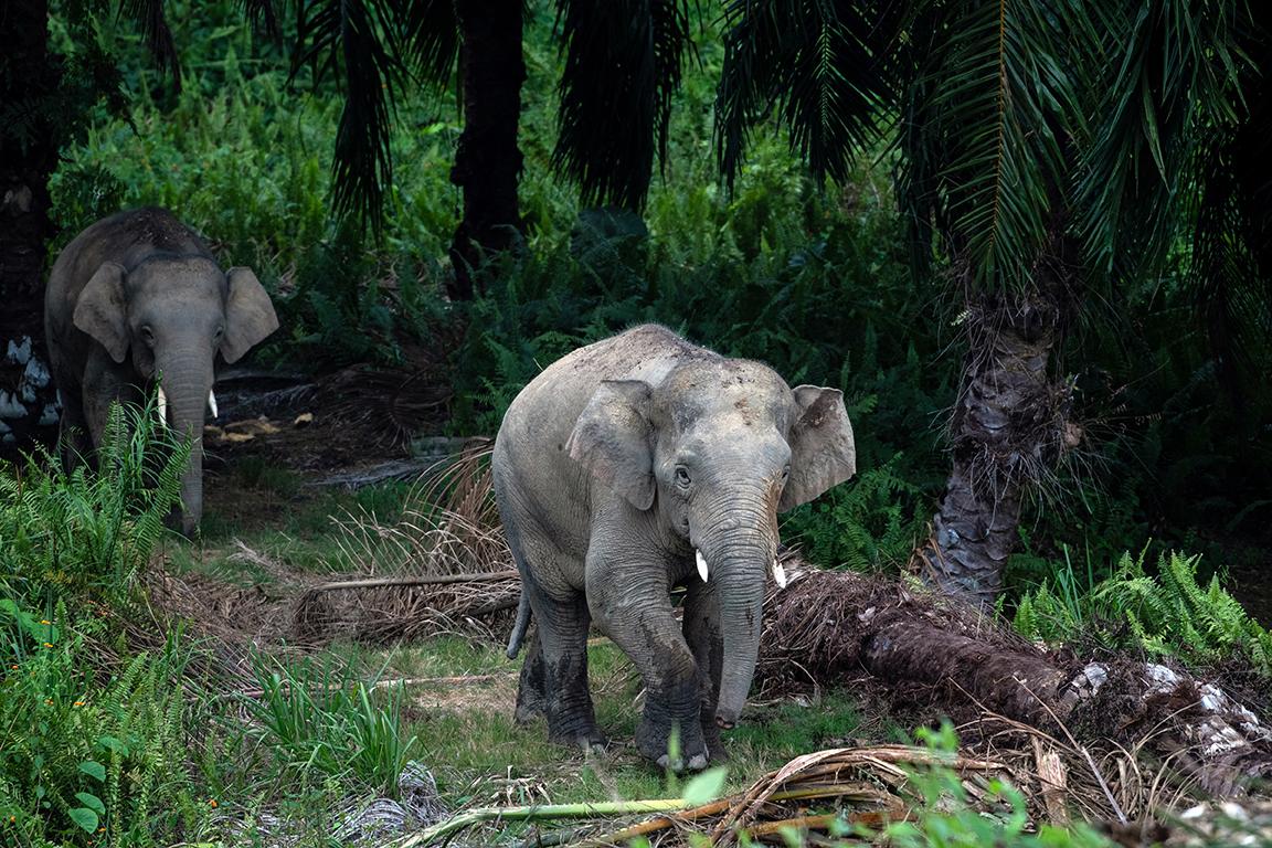 Mettre fin à la destruction et à la dégradation de l'habitat des animaux